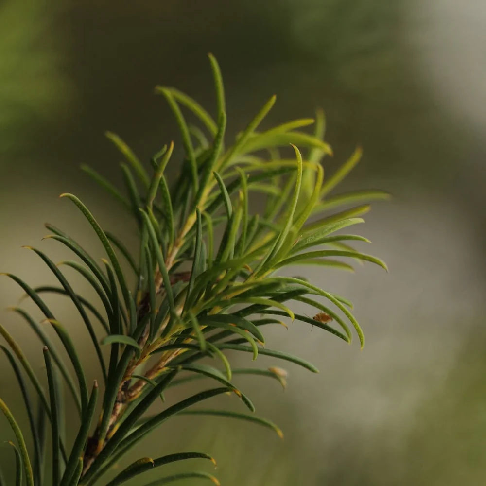 Calming Acne Cleansing Foam 100ml